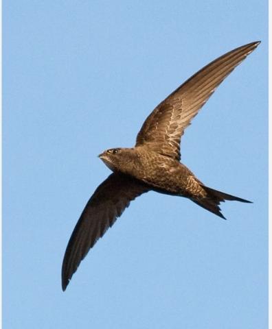 Swifts