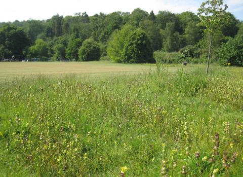 Yellow Rattle on Recreation Ground