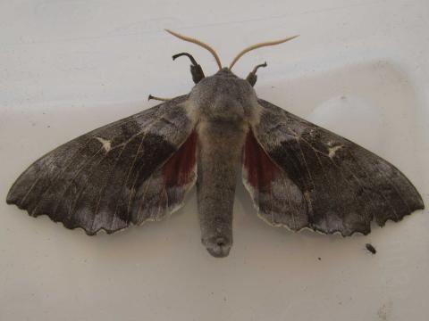 Moth from Farm Fun Day