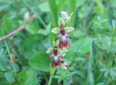 Fly orchid at Coulters Dean