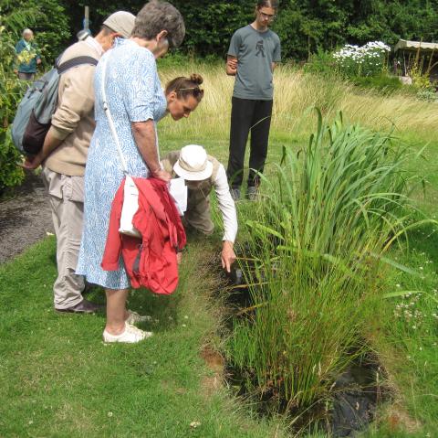 Small pond in Bones Lane garden