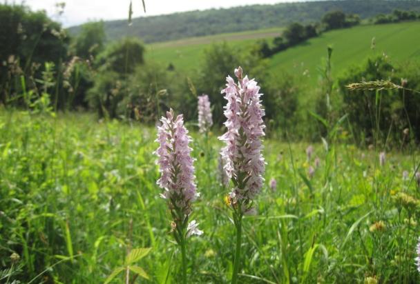 Coulters Dean Orchids