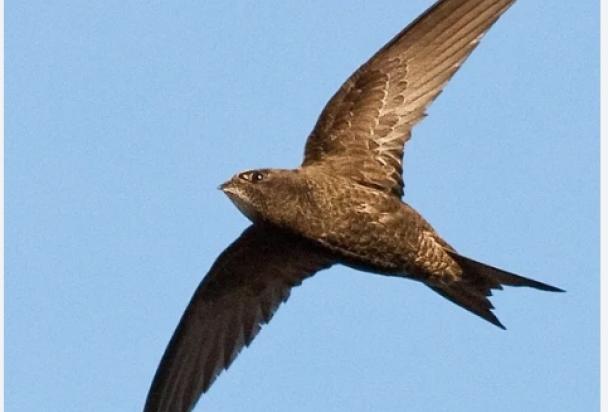 Swifts
