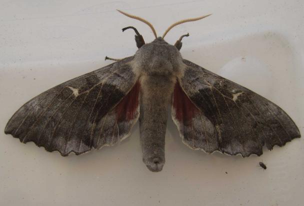 Moth from Farm Fun Day