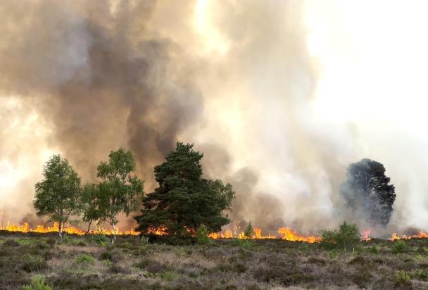 fires  2026